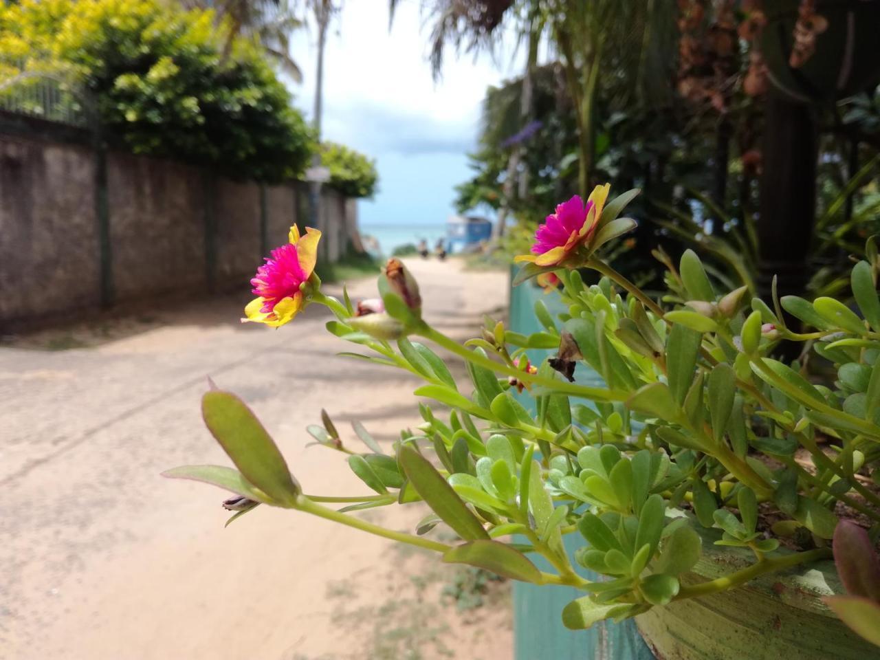 Julie Guest House Tangalle Ngoại thất bức ảnh